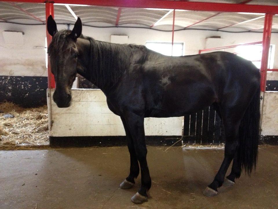 Traver Speedy Brassebjerg billede 15