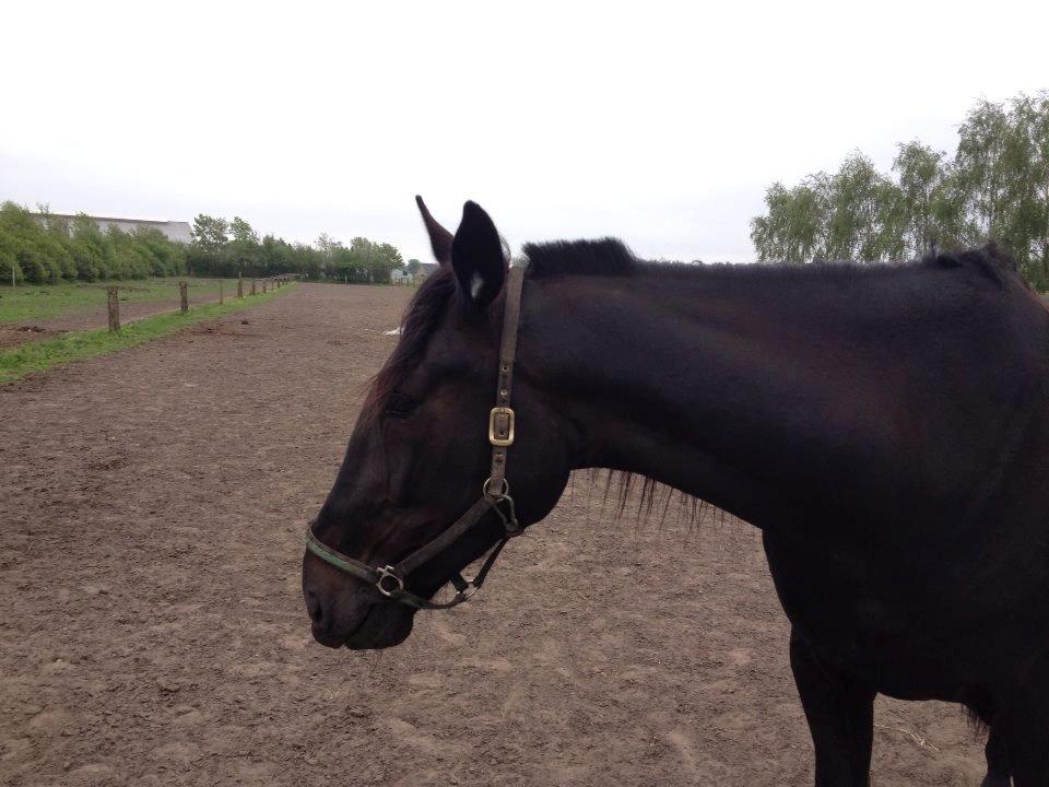 Traver Speedy Brassebjerg billede 16