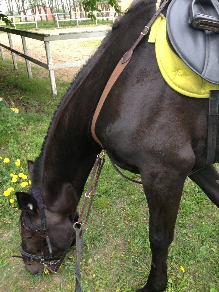 Traver Speedy Brassebjerg billede 17