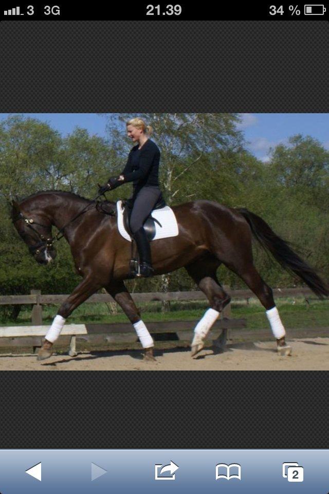 Anden særlig race Gentleman billede 1