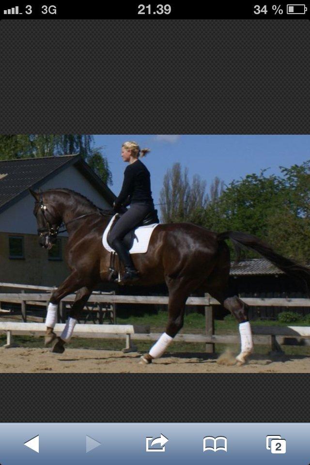 Anden særlig race Gentleman billede 2