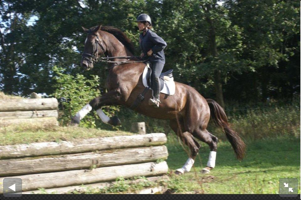 Anden særlig race Gentleman billede 3