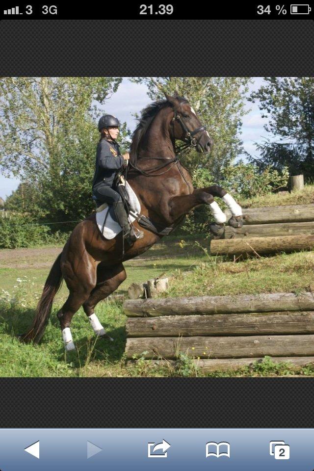 Anden særlig race Gentleman billede 4