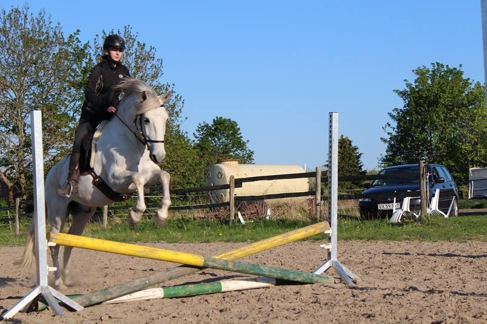 Lusitano Zapatero (spa) - Zap til spring 2013 billede 30