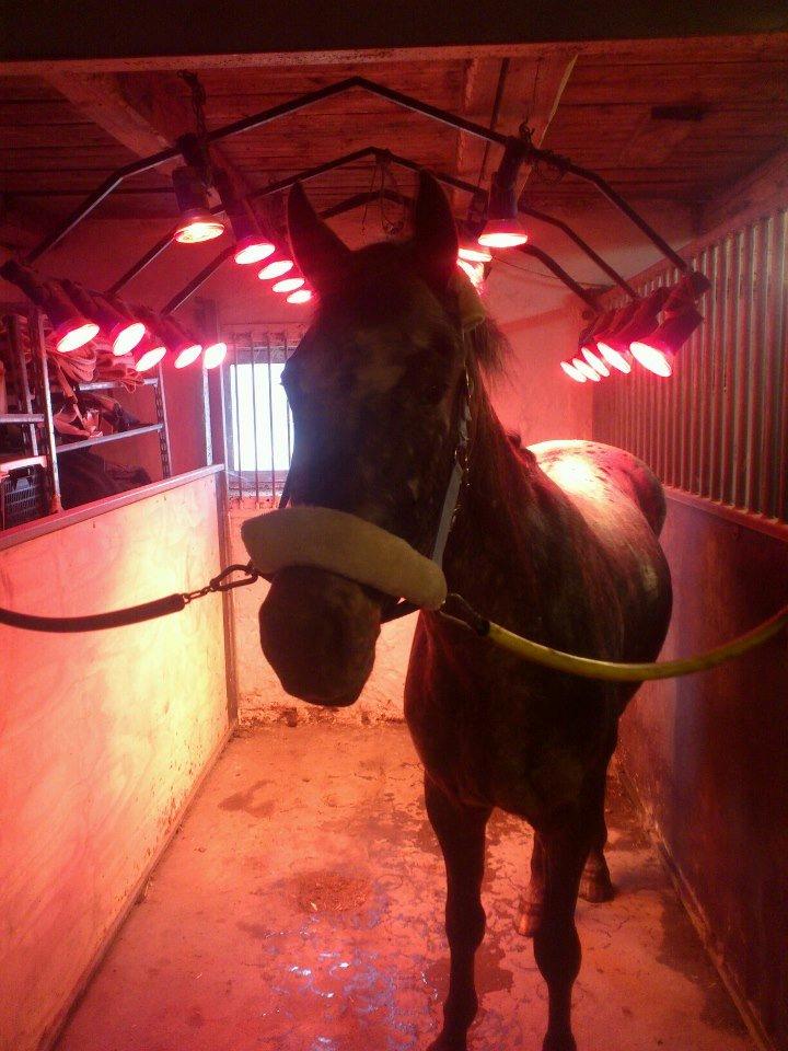 Anden særlig race Milo<3 *SOLGT* - Uhh... her er varmt <3 billede 2