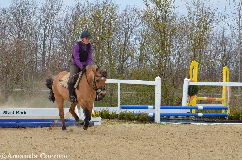 Anden særlig race Tulle p billede 8