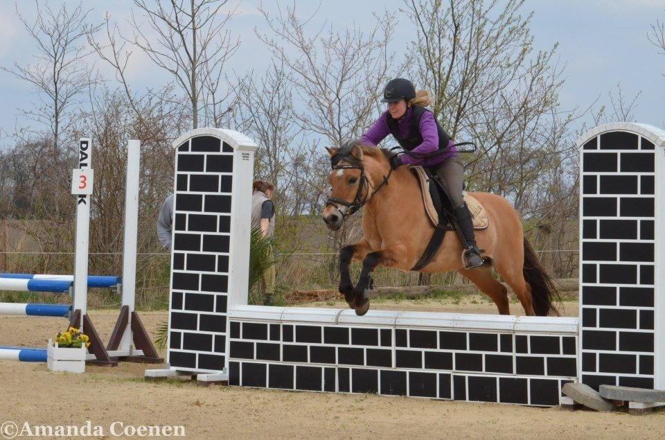 Anden særlig race Tulle p billede 9