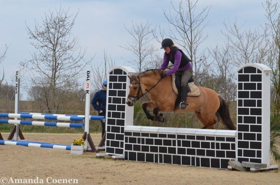 Anden særlig race Tulle p billede 10