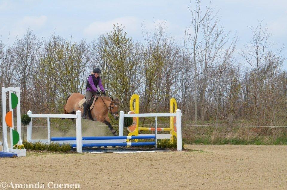 Anden særlig race Tulle p billede 11