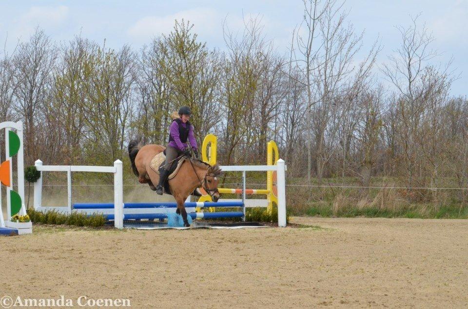 Anden særlig race Tulle p billede 12