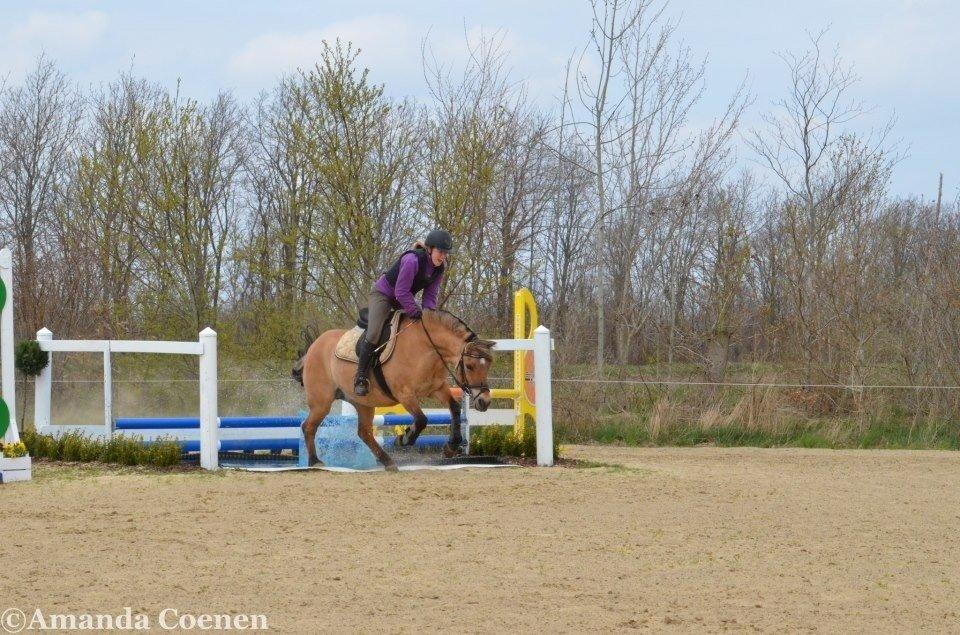 Anden særlig race Tulle p billede 13