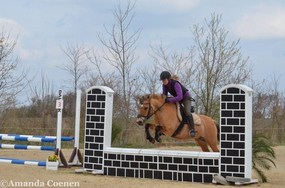 Anden særlig race Tulle p billede 16
