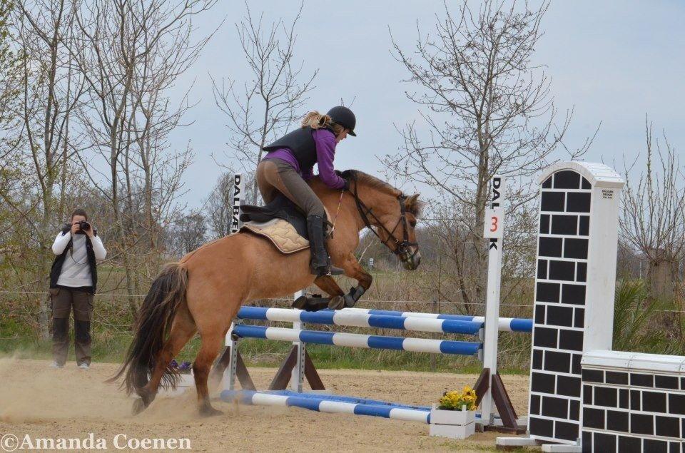 Anden særlig race Tulle p billede 17