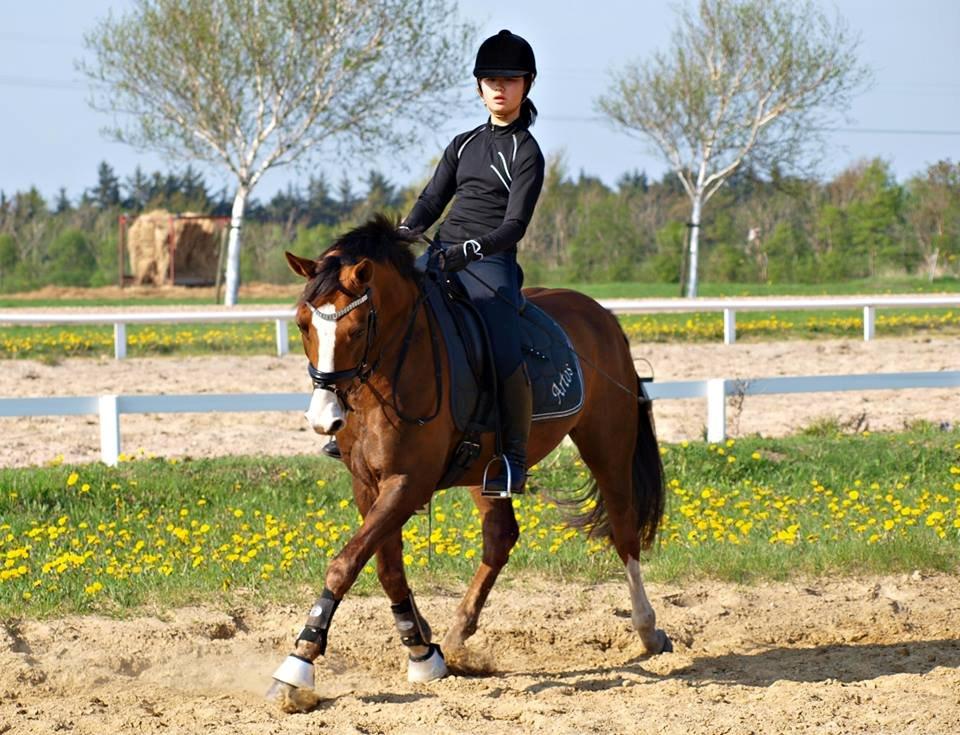 Tysk Sportspony Artos B-pony - Dressur træning <3 billede 34