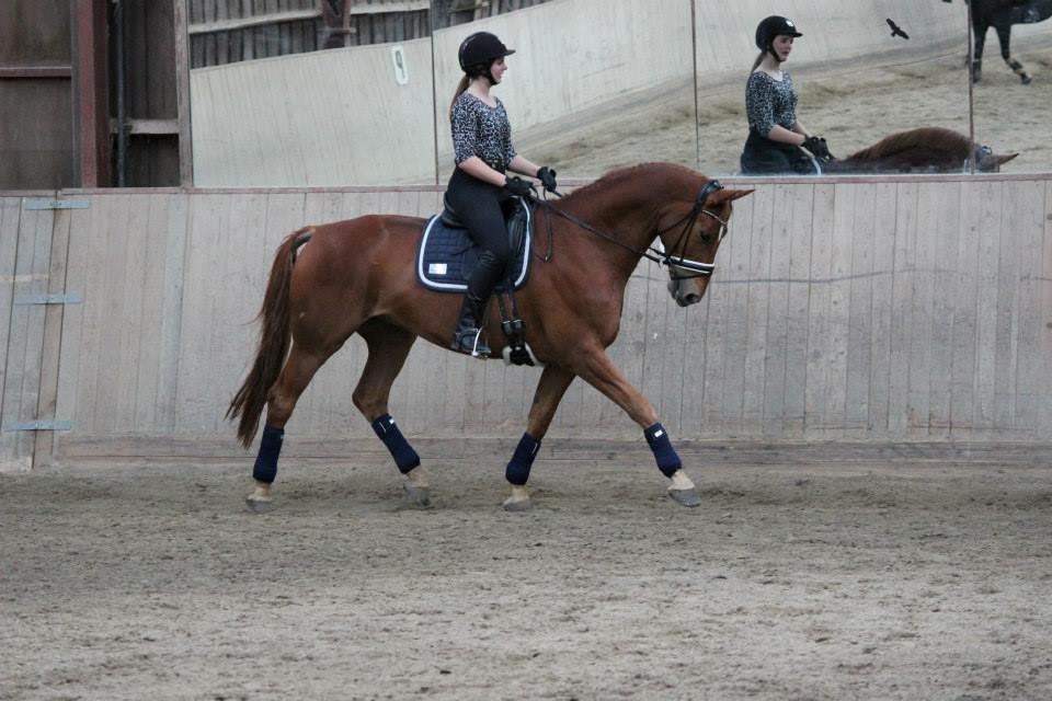 Tysk Oldenburger Rosenwelt billede 7