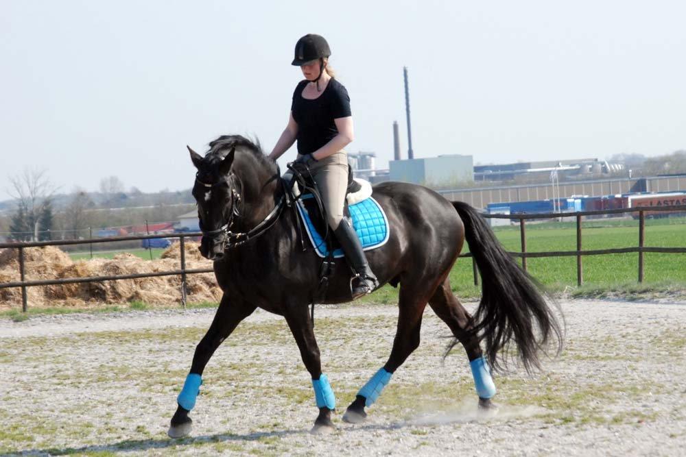 Pura Raza Española Arando - RIP billede 2