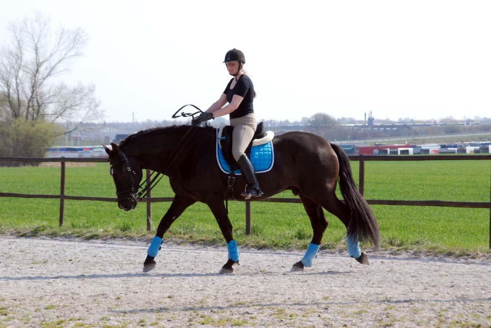 Pura Raza Española Arando - RIP billede 3