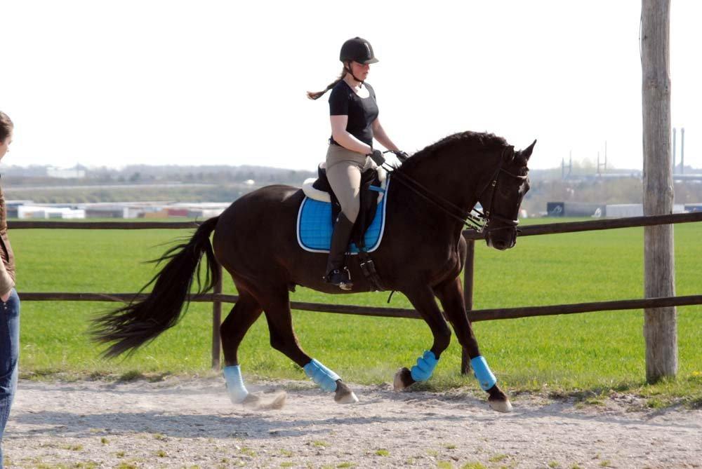 Pura Raza Española Arando - RIP billede 4