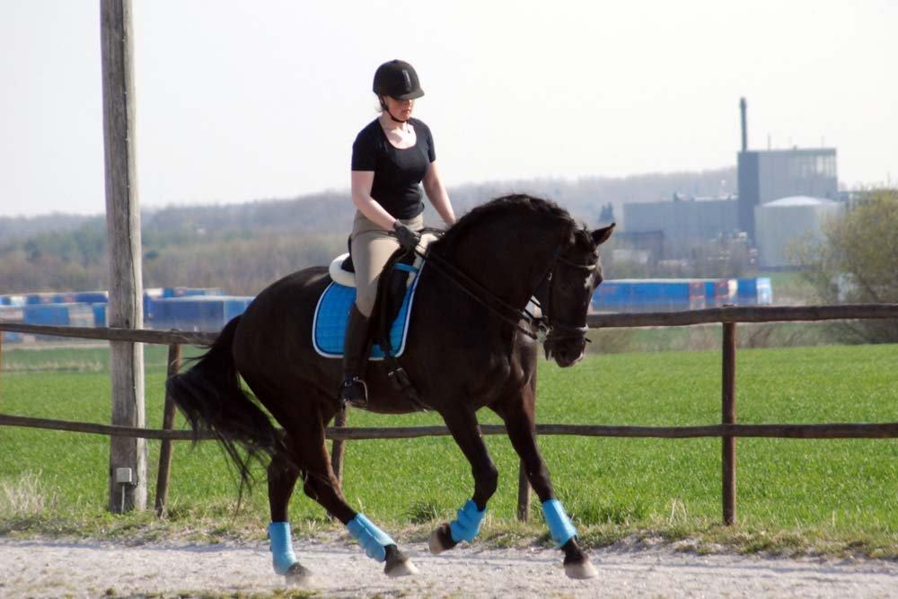 Pura Raza Española Arando - RIP billede 5