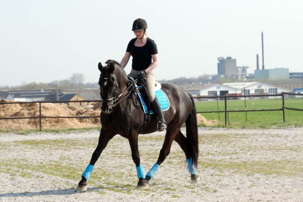 Pura Raza Española Arando - RIP billede 6