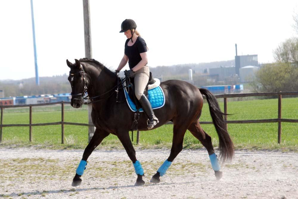 Pura Raza Española Arando - RIP billede 7