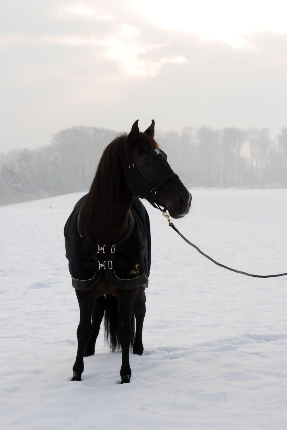 Pura Raza Española Arando - RIP billede 9