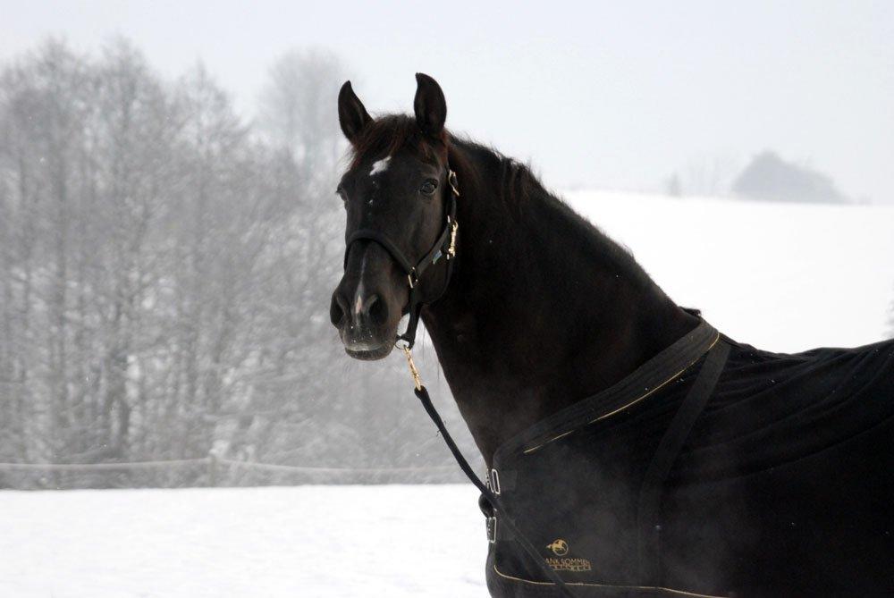 Pura Raza Española Arando - RIP billede 10