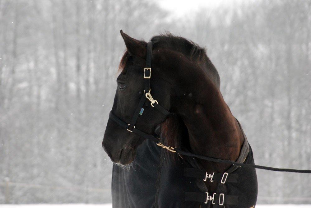 Pura Raza Española Arando - RIP billede 11