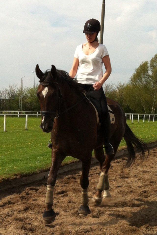 Anden særlig race Gentleman billede 6