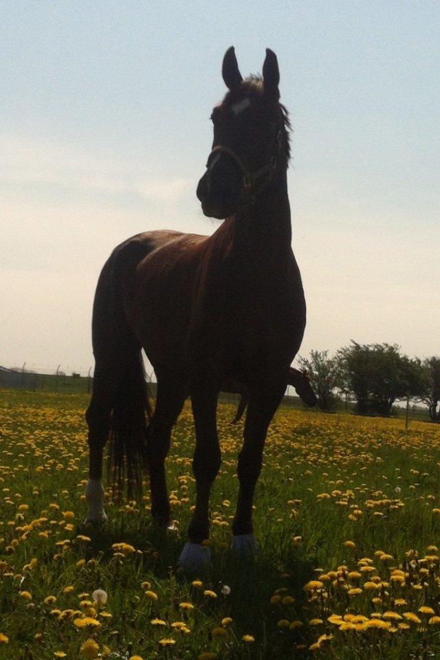 Anden særlig race Gentleman billede 7