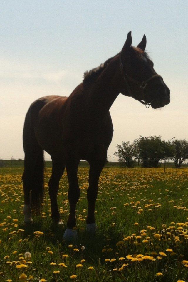 Anden særlig race Gentleman billede 8