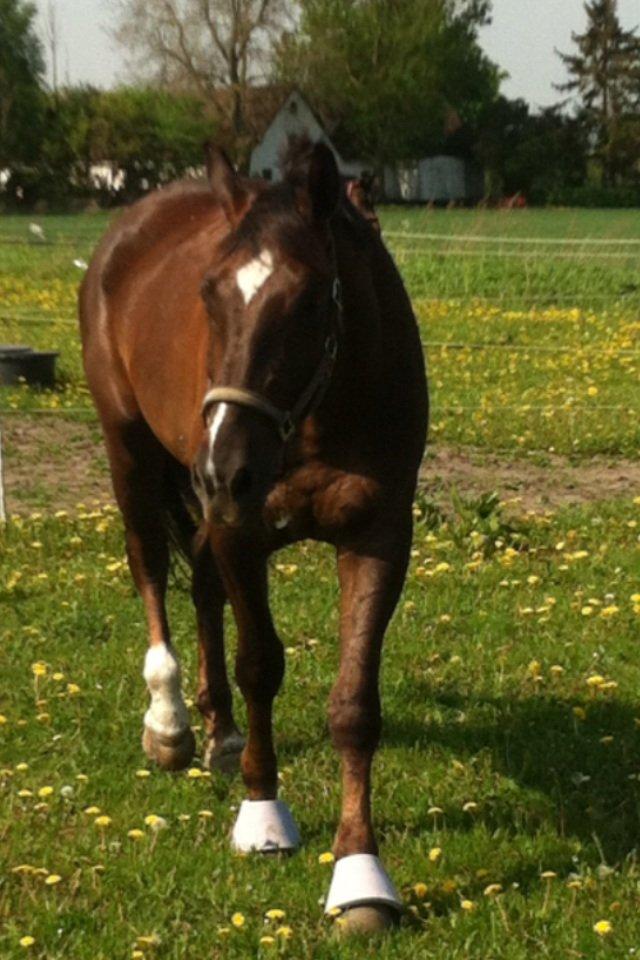 Anden særlig race Gentleman billede 9