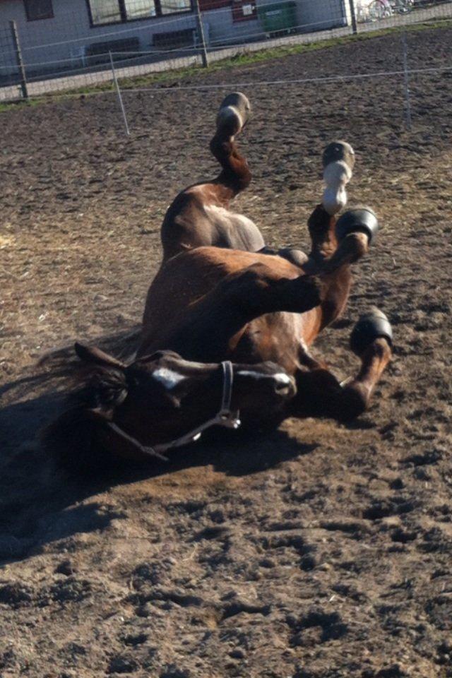 Anden særlig race Gentleman billede 10