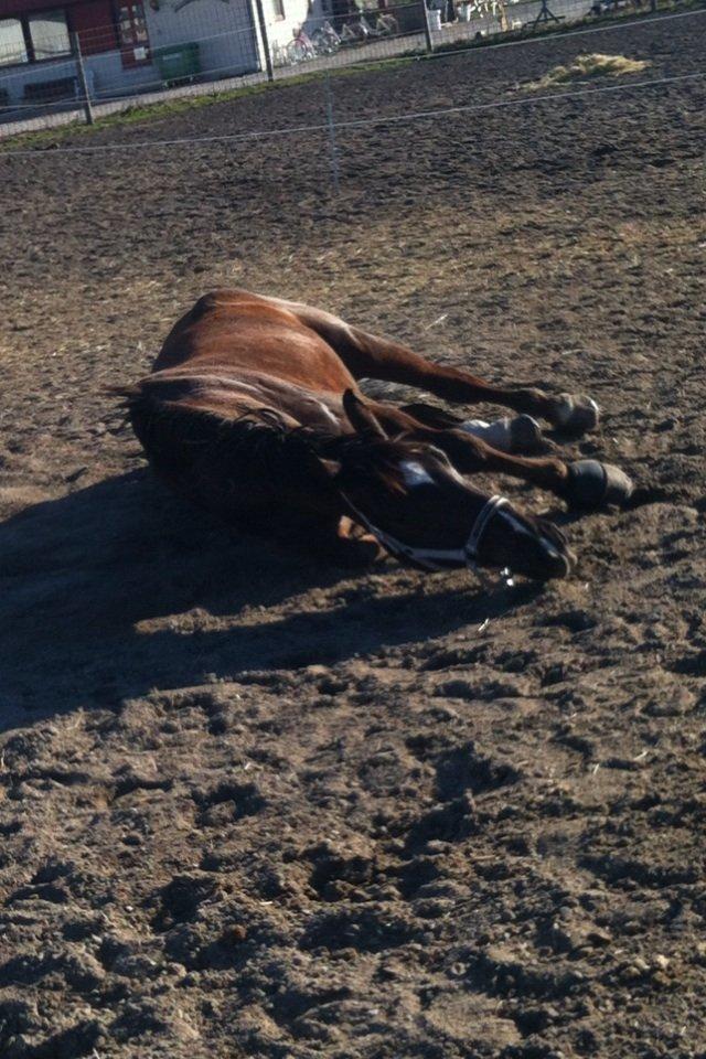 Anden særlig race Gentleman billede 11