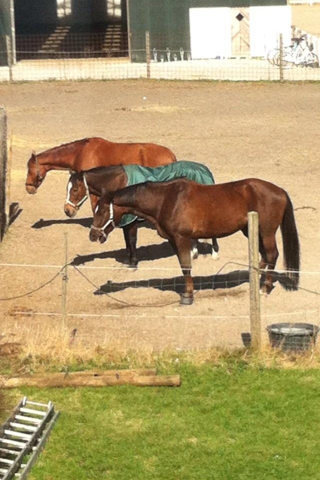 Anden særlig race Gentleman billede 12