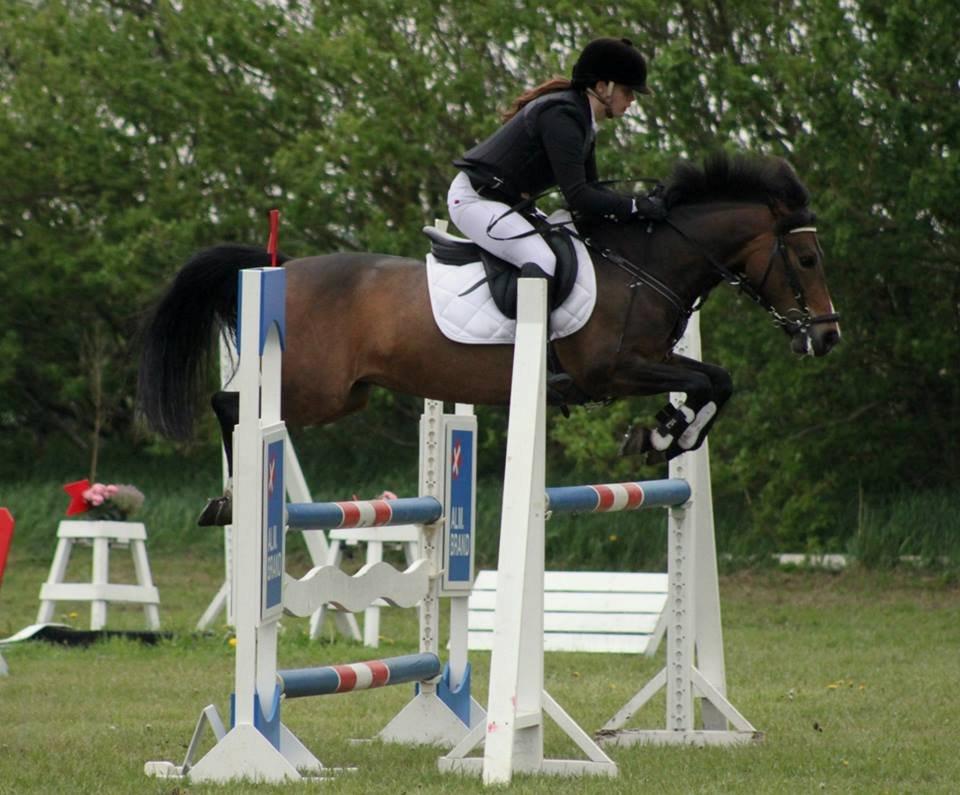 New Forest Odden's Daytonna A-Pony - Daytonna i MA1* i Løgstør, 0.fejl 2013 billede 1