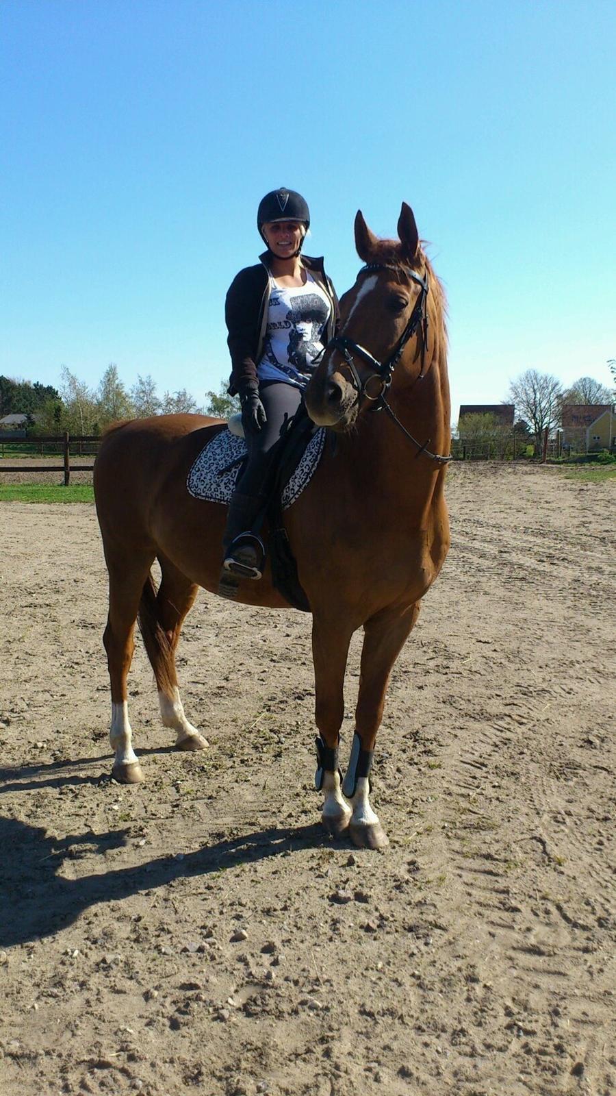 Dansk Varmblod Mr. Frodo himmel hest<3  billede 2