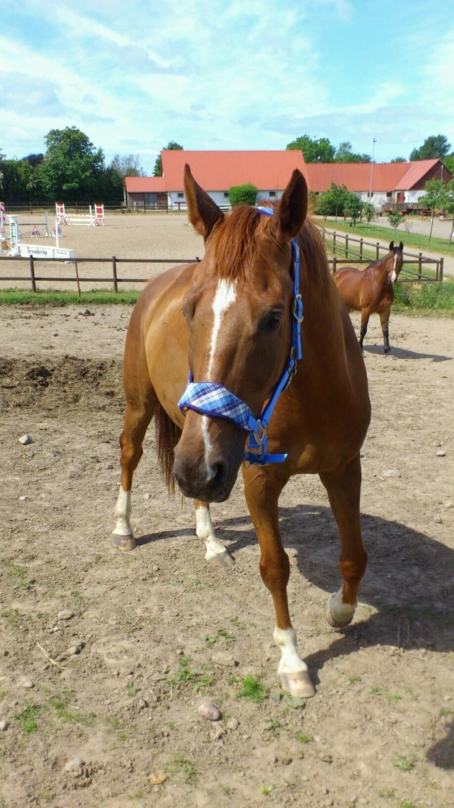 Dansk Varmblod Mr. Frodo himmel hest<3  billede 4
