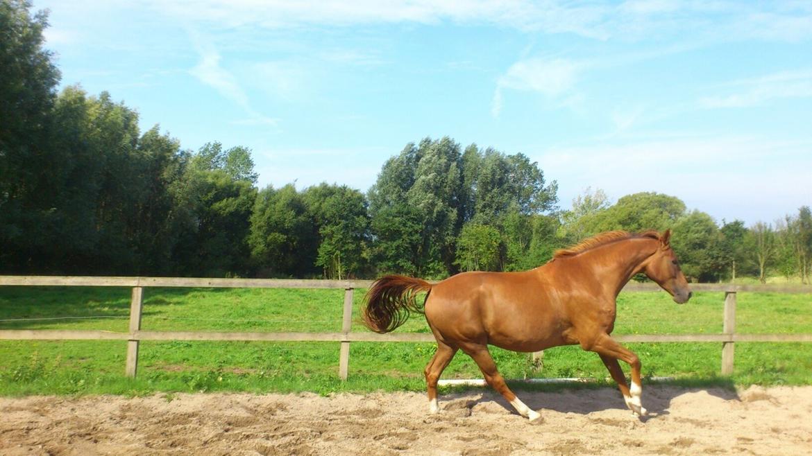 Dansk Varmblod Mr. Frodo himmel hest<3  billede 5