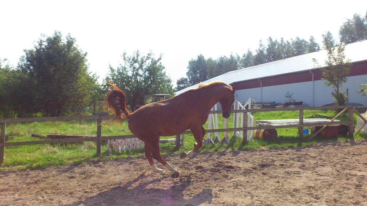 Dansk Varmblod Mr. Frodo himmel hest<3  billede 6