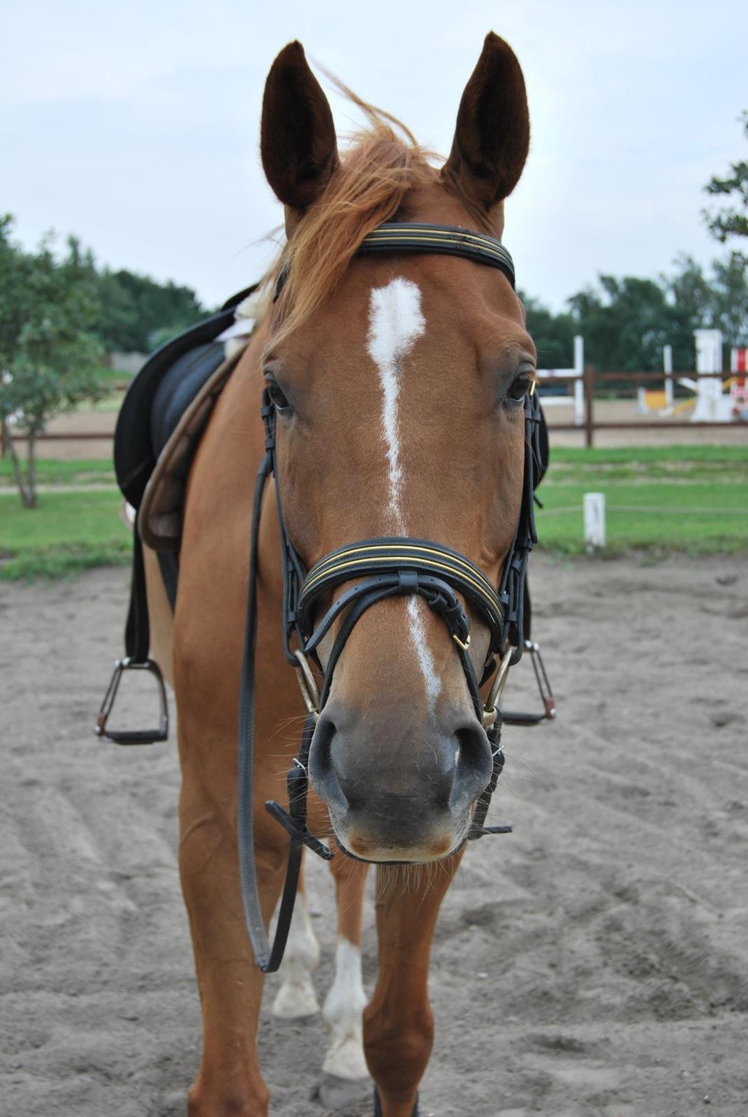 Dansk Varmblod Mr. Frodo himmel hest<3  billede 16