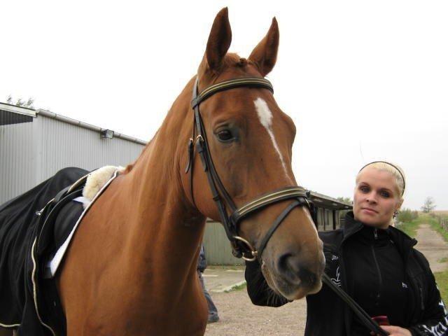 Dansk Varmblod Mr. Frodo himmel hest<3  billede 14