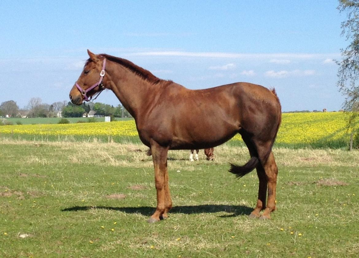 Fuldblod (XX) Red Lightning. billede 3