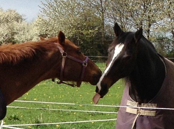 Fuldblod (XX) Red Lightning. billede 4