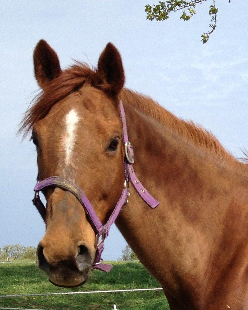 Fuldblod (XX) Red Lightning. billede 5