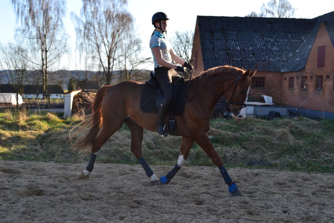 Hannoveraner Ripasso billede 1