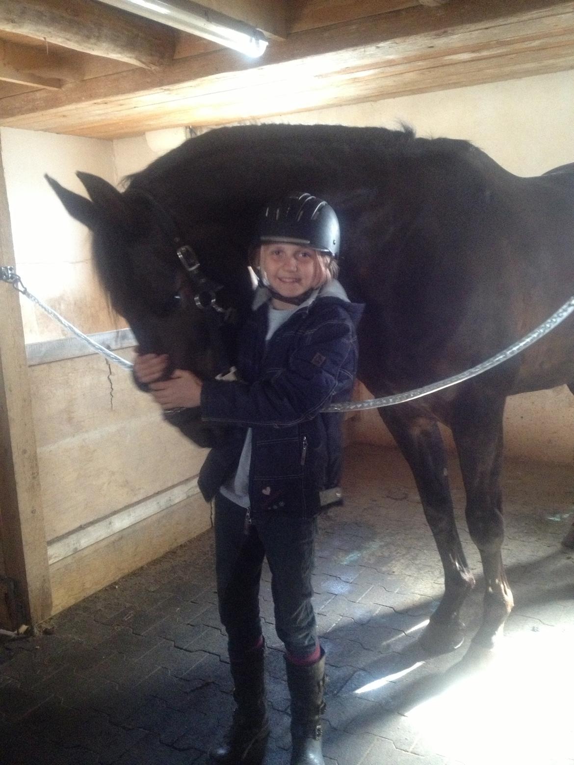 Anglo Araber (AA) Barduc - Mine et og alt!<3 billede 9