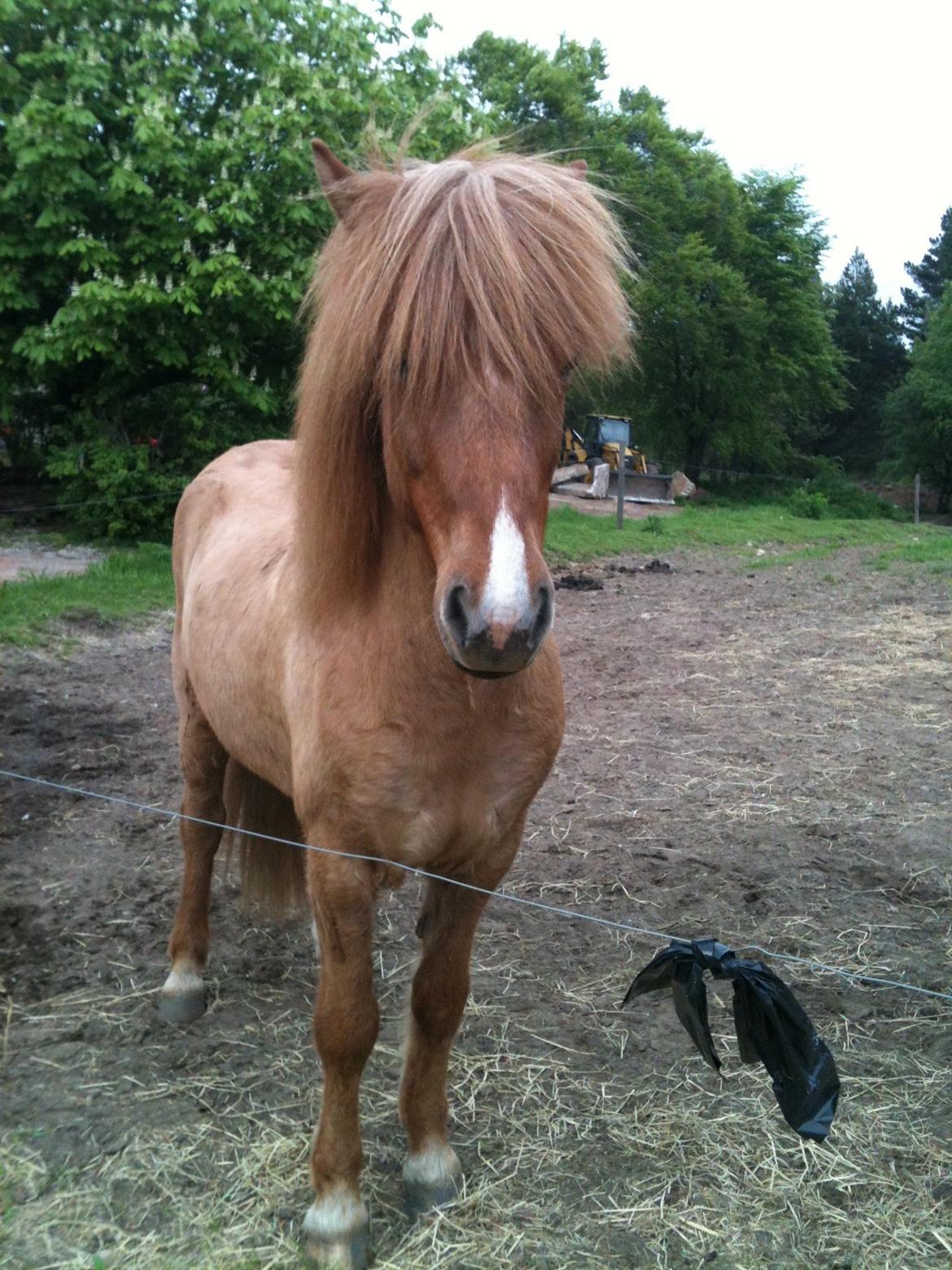 Islænder Kvistur fra Merkivoll (solgt) billede 11