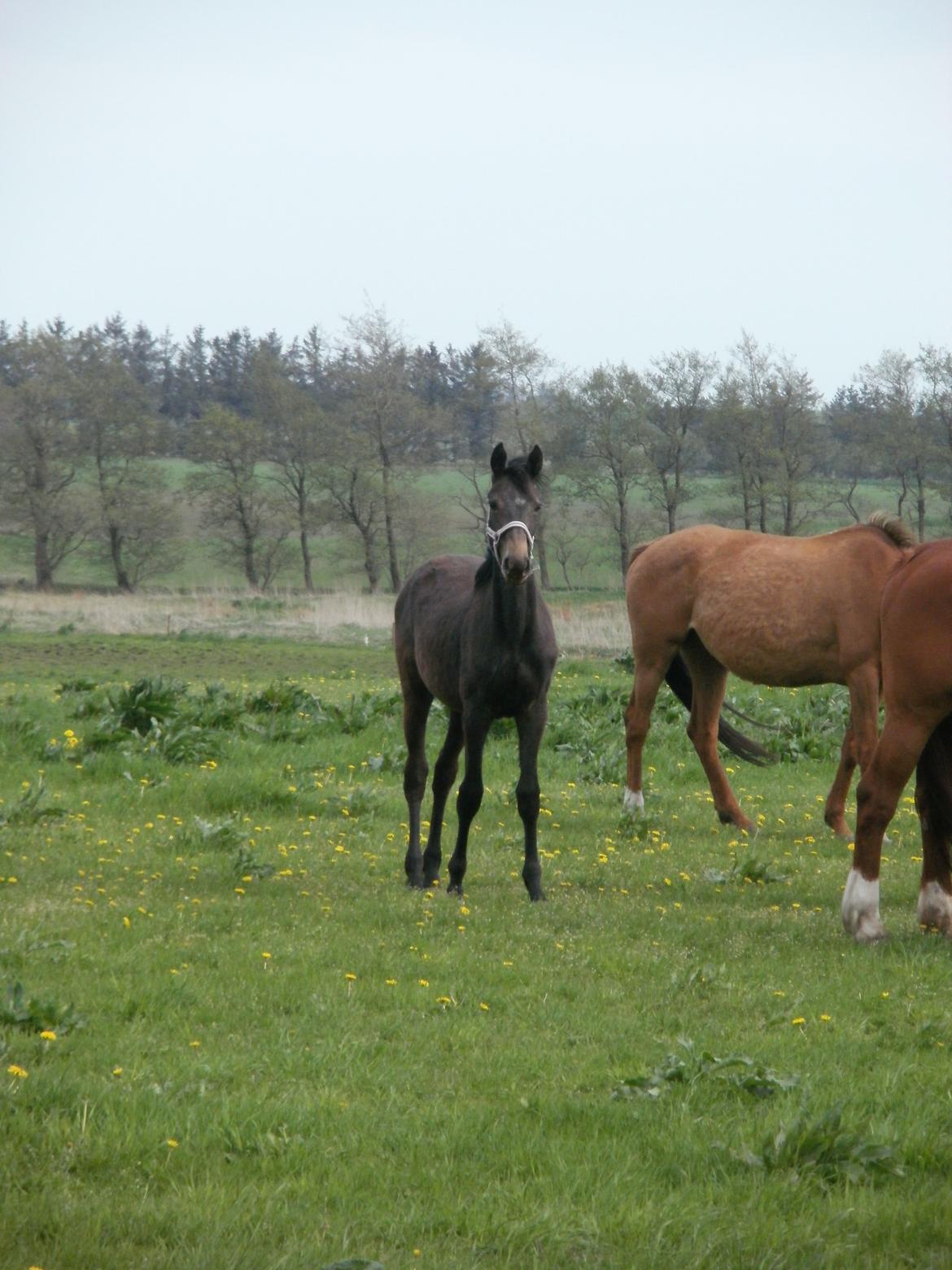 Dansk Varmblod Amirah - Amirah 1 år billede 11