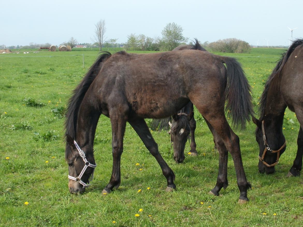 Dansk Varmblod Amirah - Amirah 1 år! billede 12